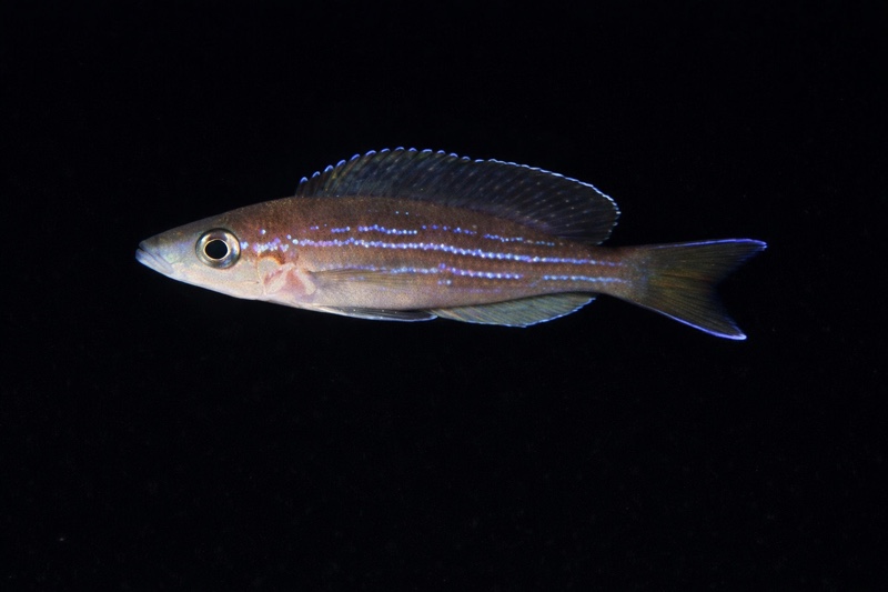 Paracyprichromis brieni 'Msalaba'